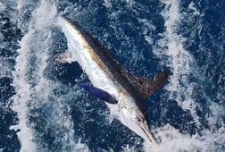 Mahi Mahi / Dorado fishing in Virginia Beach, Virginia