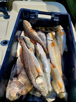 Redfish Fishing in Boothville-Venice, LA, USA