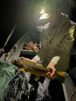 Brown Trout fishing in Johnson City, Tennessee