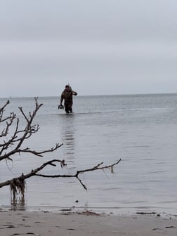 Bluebill, Northern Pintail, Northern Shoveler, Redhead Hunting in South Padre Island, Texas