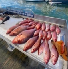 Red Snapper fishing in Destin, Florida