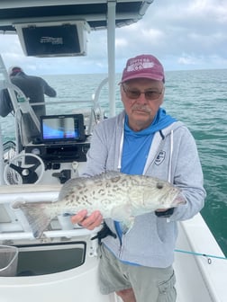 Mangrove Snapper, Sheepshead Fishing in St. Petersburg, Florida