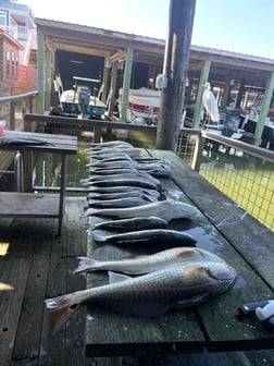 Redfish, Speckled Trout / Spotted Seatrout Fishing in Galveston, Texas