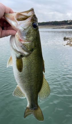 Largemouth Bass Fishing in Austin, Texas