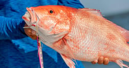 Red Snapper Fishing in Clearwater, Florida