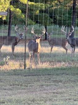 Whitetail Deer Hunting in Bonham, Texas