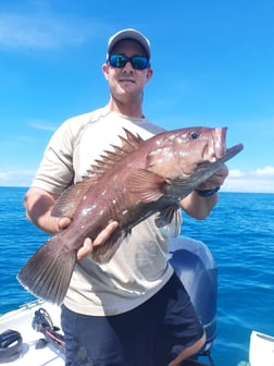 Warsaw Grouper fishing in Puerto Jiménez, Puntarenas Province