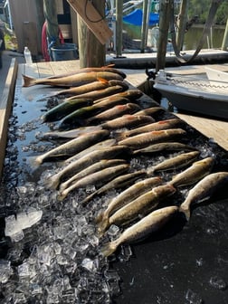 Fishing in Yscloskey, Louisiana