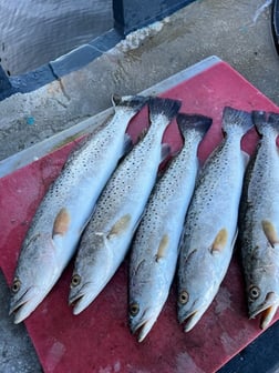 Fishing in Tarpon Springs, Florida