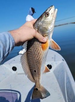 Redfish Fishing in Golden Meadow, Louisiana