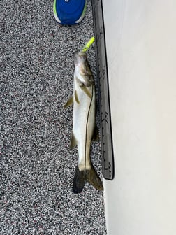 Fishing in Holmes Beach, Florida