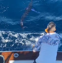 Striped Marlin Fishing in Cabo San Lucas, Baja California Sur