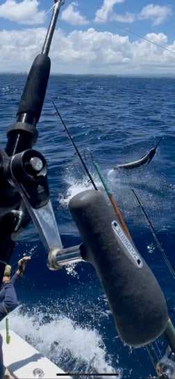 Blue Marlin fishing in San Juan, Puerto Rico