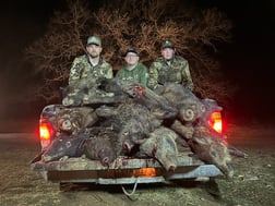 Hog Hunting in Bowie, Texas