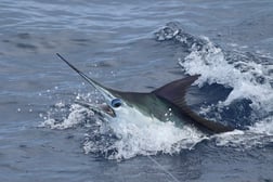 Blue Marlin Fishing in Kailua-Kona, Hawaii