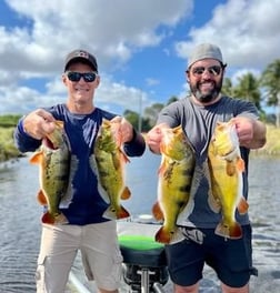 Peacock Bass Fishing in Wellington, Florida