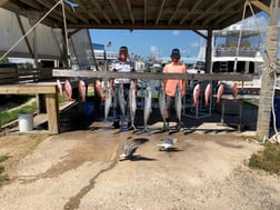 King Mackerel / Kingfish, Red Snapper fishing in South Padre Island, Texas