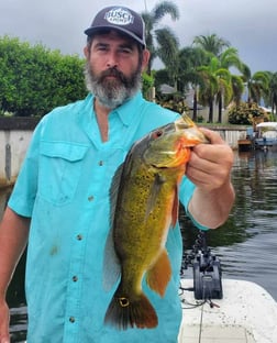 Peacock Bass fishing in Delray Beach, Florida