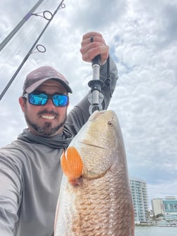 Redfish Fishing in Orange Beach, Alabama