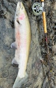 Rainbow Trout Fishing in Conneaut, Ohio