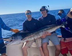 Striped Marlin Fishing in Cabo San Lucas, Baja California Sur