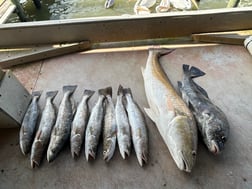 Black Drum, Redfish, Speckled Trout Fishing in Galveston, Texas