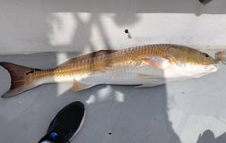 Redfish Fishing in Freeport, Florida