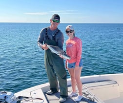 Little Tunny / False Albacore Fishing in Sarasota, Florida