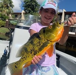 Peacock Bass Fishing in Palmetto Bay, Florida