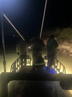 Northern Pintail Fishing in Port Aransas, Texas