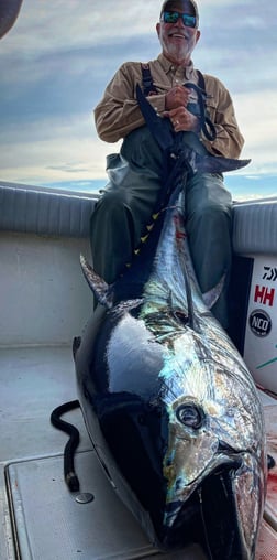 Striped Bass fishing in Chatham, Massachusetts