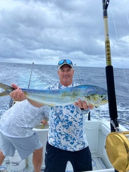 King Eider Fishing in Jupiter, Florida