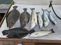 Striped Bass Fishing in Stone Harbor, New Jersey