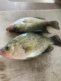 Crappie fishing in Zapata, Texas