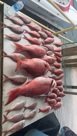 Redfish Fishing in Pensacola, Florida