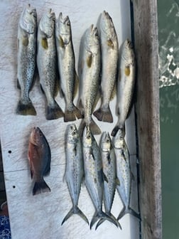 Speckled Trout / Spotted Seatrout fishing in Sarasota, Florida