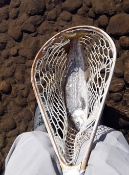 Lake Whitefish fishing in Littleton, Colorado