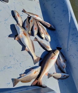 Redfish Fishing in Golden Meadow, Louisiana