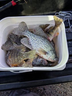 Crappie, Walleye Fishing in Wonder Lake, Illinois