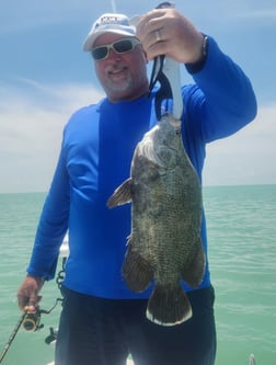 Tripletail Fishing in Islamorada, Florida