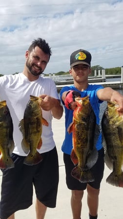 Peacock Bass Fishing in Fort Lauderdale, Florida