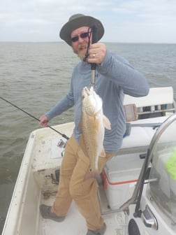 Black Drum, Redfish Fishing in Houston, Texas