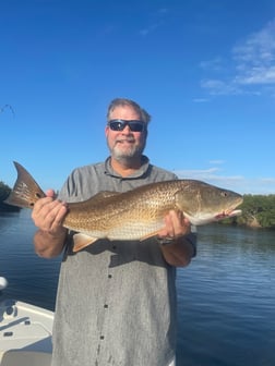 Snook Fishing in Tampa, Florida