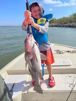 Black Drum Fishing in Houston, Texas