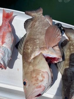 Goliath Grouper Fishing in Clearwater, Florida