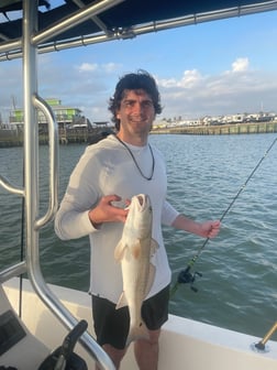 Black Drum, Sheepshead Fishing in Palacios, Texas