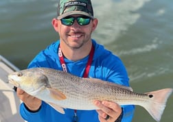 Black Drum, Mangrove Snapper, Redfish, Speckled Trout / Spotted Seatrout fishing in Galveston, Texas