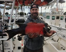 California Sheephead Fishing in Long Beach, California