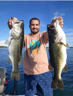 Largemouth Bass fishing in Kissimmee, Florida