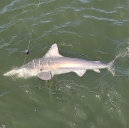 Redfish Fishing in Mount Pleasant, South Carolina